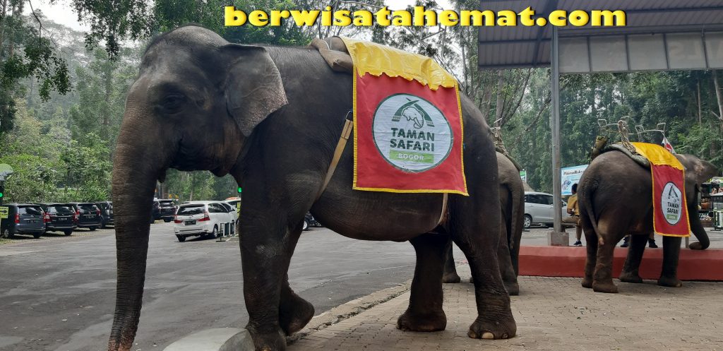 Paket Wisata Taman Safari Bogor dari Bandung